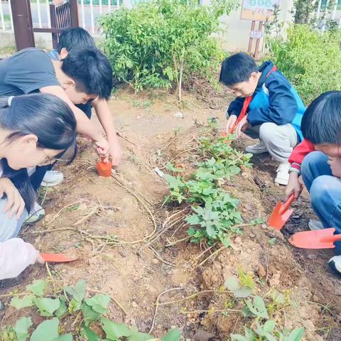 乐在秋天，“薯”我最棒 ——城西小学红薯文化节劳动实践活动侧记