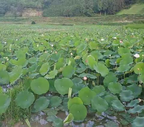 再无尧头红云飞