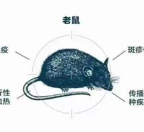 “防鼠  灭鼠“我们在行动