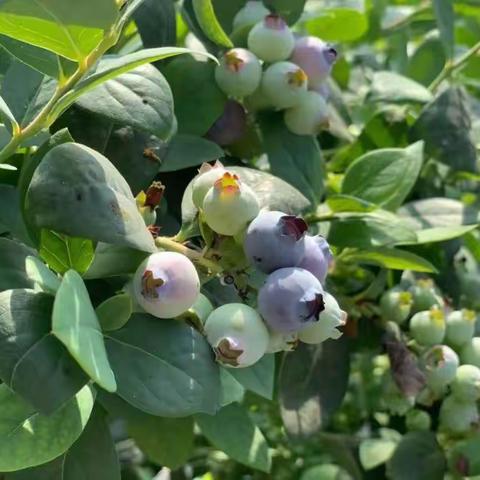 小蓝莓 大产业 滋养农民致富“幸福果”