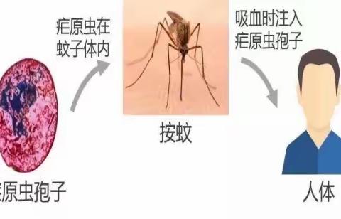 【健康宣传】4.26全国疟疾日——谨防输入性疟疾，持续巩固消除成果！