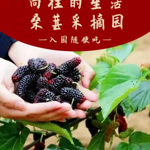 🍇桑果熟啦！欢迎各位朋友来采摘园体验乐趣！🍇