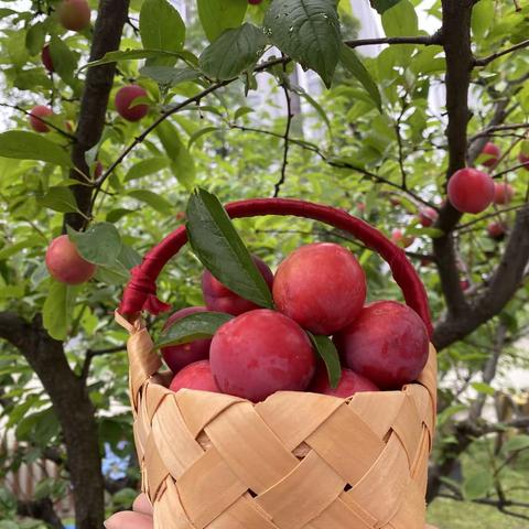 有“李”采摘，收获快乐！——中二班