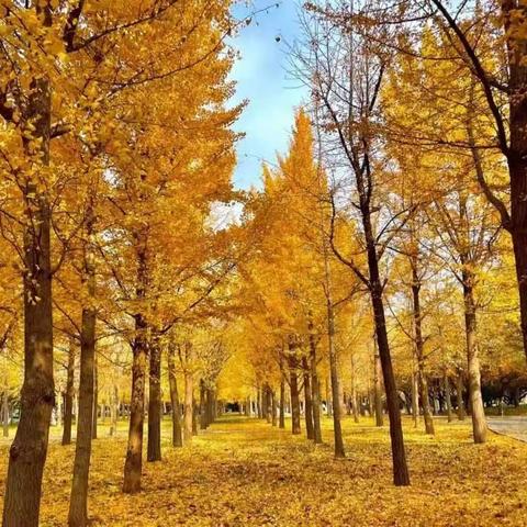 拥抱秋天，与秋叶🍁共舞——小牛群小学一年二班实践活动掠影