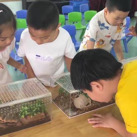 学前教育宣传月“童趣昆虫展 探秘大自然”——培尔幼儿园昆虫展科普活动