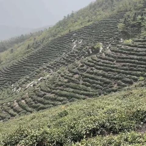 信阳毛尖之行学习汇总