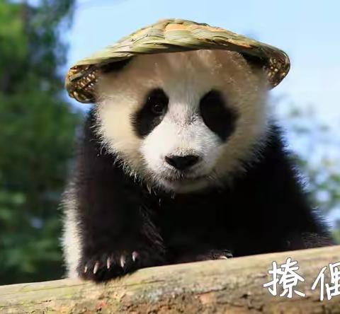 蓉光少年 • 未来创想纪