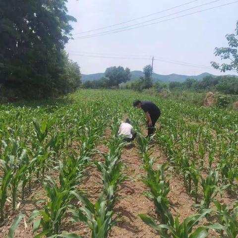 下社村6月16日动态