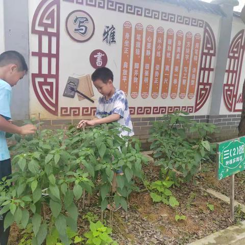 躬耕实践，以劳育德——雄村小学三（2）班劳动基地建设活动