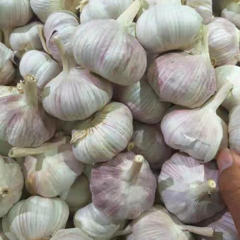 大蒜生长日记——界牌中心小学一（10）班