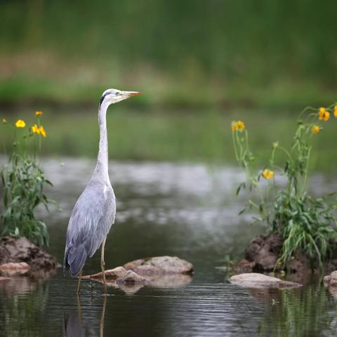 苍鹭（英文名：Grey Heron，学名：Ardea cinerea），是鹈形目鹭科鹭属的鸟类。