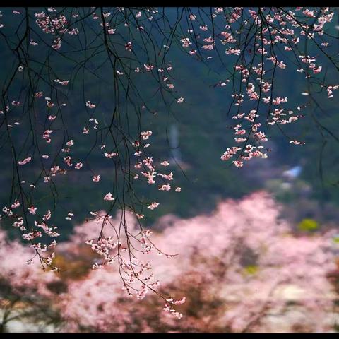 春意盎然 发现春天的美 —东客小学拥抱春天课外实践活动