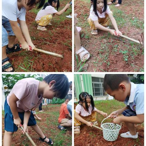 趣味一箩筐——海口市龙泉镇中心幼儿园大二班萝卜种植美篇