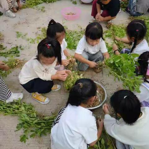 花生采摘季，童心探自然——王庄镇直幼儿园采摘花生活动