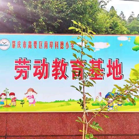 劳动励心智 养德赋成长 ‍——高要区科德小学开展劳动基地评比活动