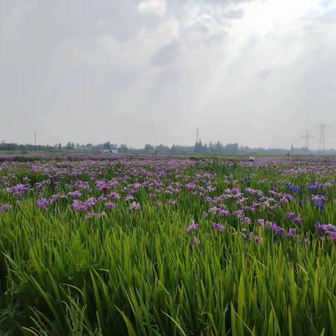 人间四月芳菲尽 梦南花海始盛开 ——云梦下辛店镇师生共游花海