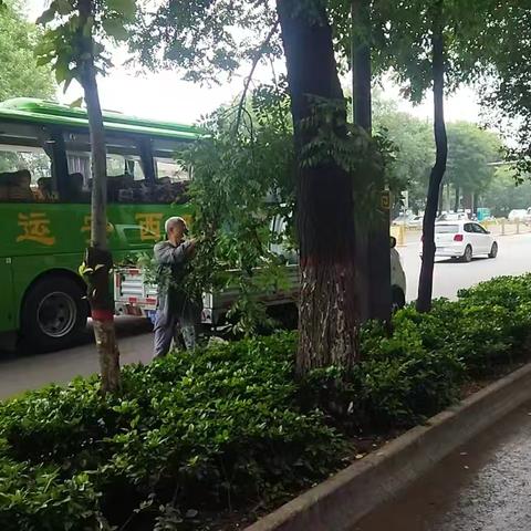 雨过天晴树枝下垂 杂草长 市政工人修剪除草忙