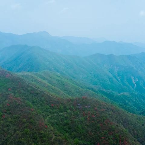 芙蓉山上映山红