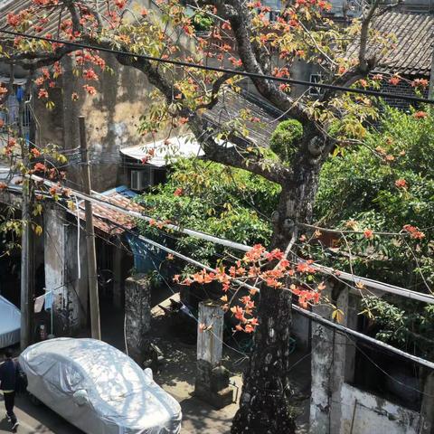 振东街木棉树、长沙坡路木棉树、三亚上一街46号编号001、002的榄 仁树，等4棵树生长正常。