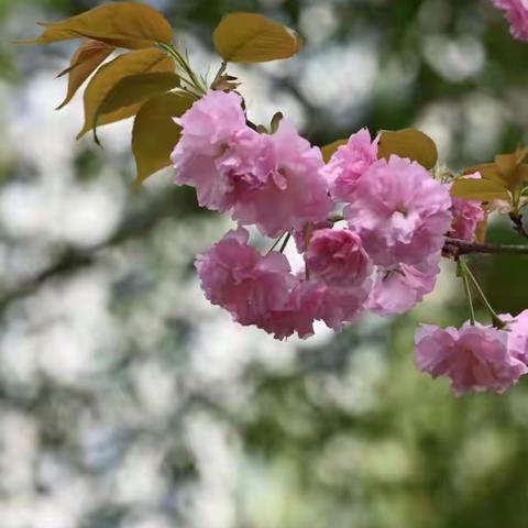 星河苑小区物业公司4月19日工作简报