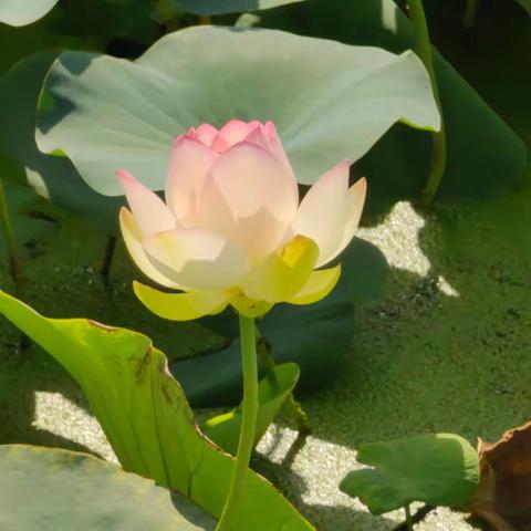 聚焦专业成长潜心立德树人