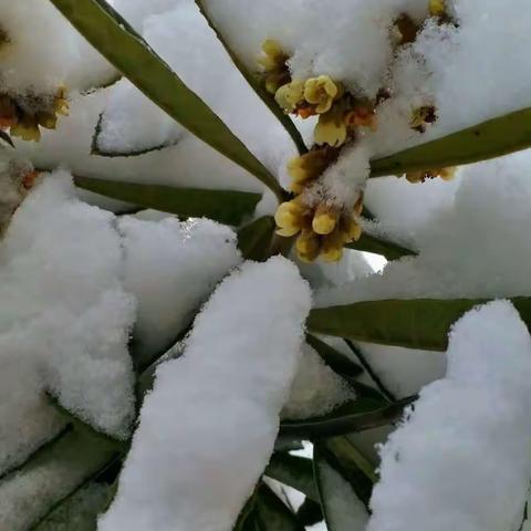 瑞雪映美景 童趣满校园——祥符区袁坊乡王庵小学开展冬季冰雪“奇缘”