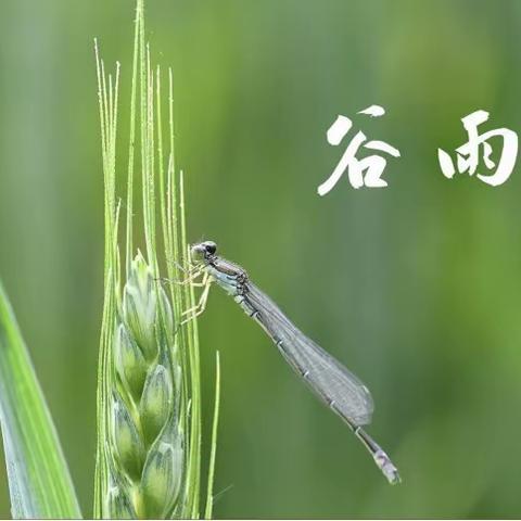 谷雨时节识谷雨———市中街道中心幼儿园谷雨节气主题活动