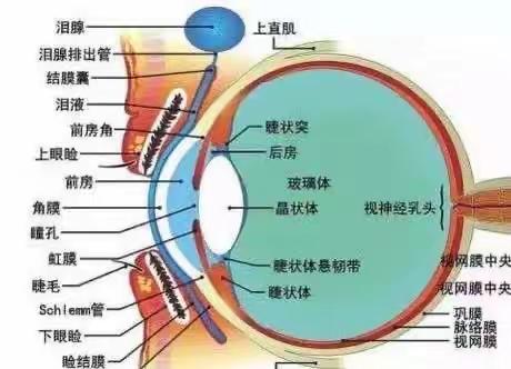 【近视防控宣传】——爱护眼睛，从我做起