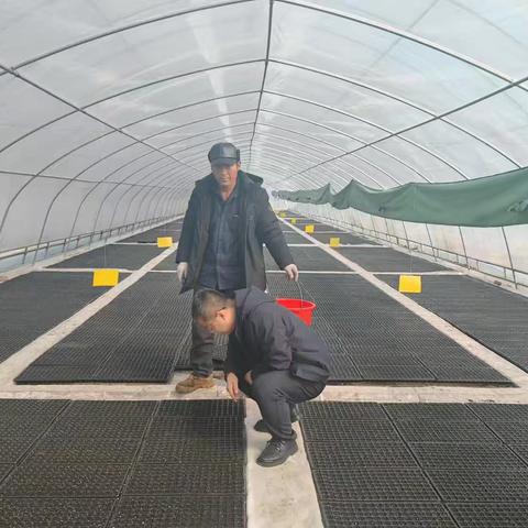 开展烤烟育苗直通式气象服务