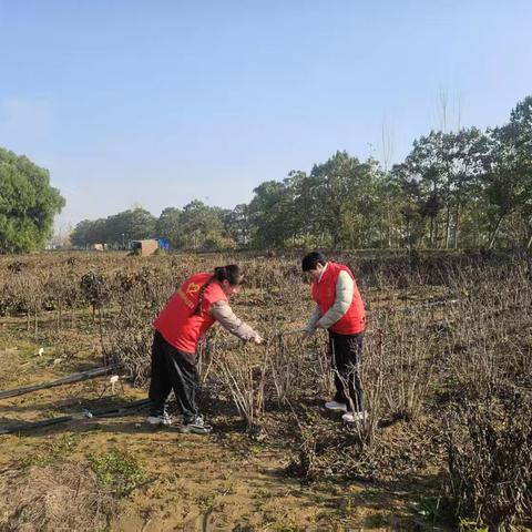 抢抓栽植窗口期 技术赋能助增收——区林业服务中心为种植基地送“良方”