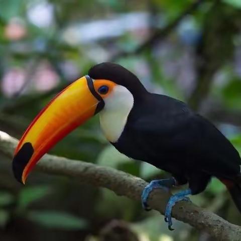 学习鸟类知识 守护羽翼精灵——新生路小学生态文明教育实践活动