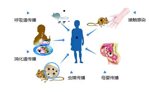 关于“出血热”   如何预防要知晓