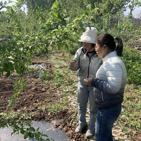 做好经果林管理   提质增效促增收