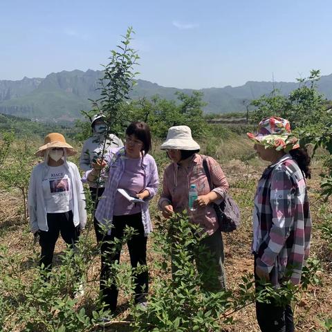 河北涉县林业发展服务中心技术人员在鹿头乡东宇庄村开展连翘坐果率试验数据调查