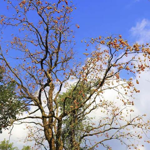 霜降到  柿子红