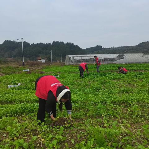 耸岗村开展“志愿服务进田间、油菜种植助增收”活动