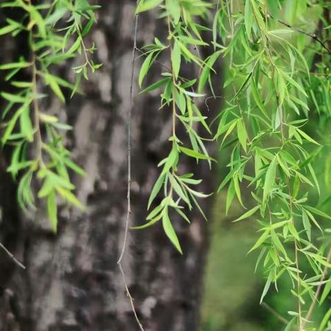 知时节，晓春分，愉快周三兴趣浓