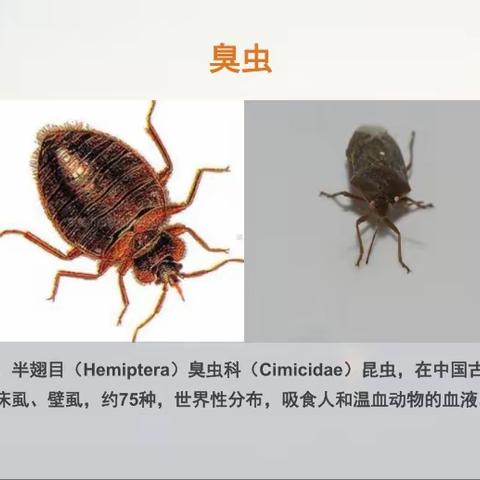 【健康知识】臭虫等病媒生物预防控制和呼吸系统疾病防治知识宣传——富贵城幼儿园