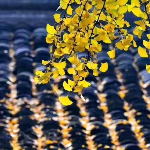 视导引航明方向 且行且思满庭芳 ——麻屯镇中心小学迎区教研室教学视导活动