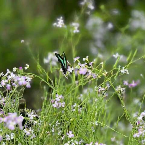 精准帮扶结硕果，教育共进谱新篇———2024国培计划“一对一精准帮扶”工作年度总结