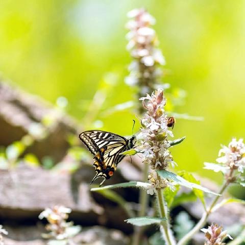 蓄力新学期，培训启新篇———麻屯镇中心小学2025年秋季开学工作会议及校本培训纪实