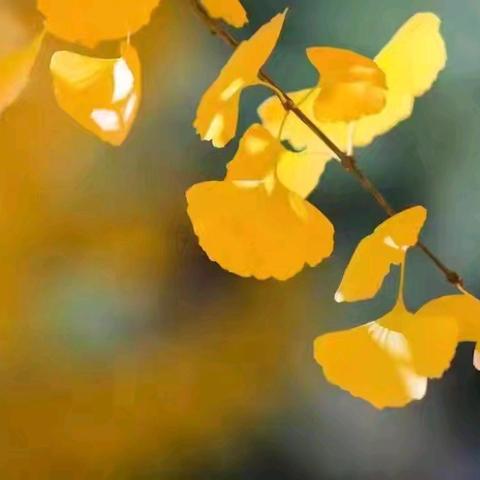 聚焦学科核心，共研教学实效 麻屯中心小学集团化办学语文与体育学科教学研讨纪实