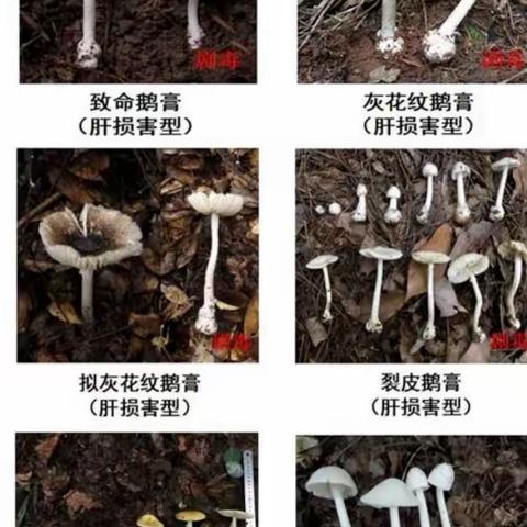 珍爱生命  远离毒蘑菇——沿沟中小学预防野生蘑菇中毒知识宣传