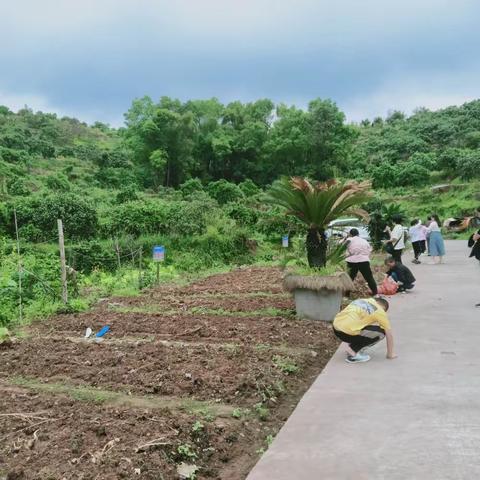 “劳”以启智 “动”以润心   ——麻阳特殊教育学校“学农基地”实践活动