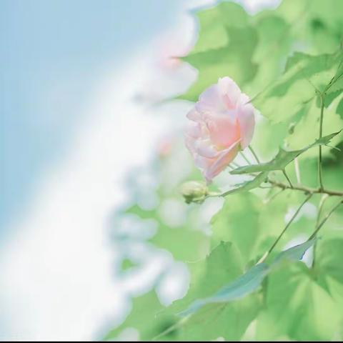 建德市寿昌幼儿园膳管会 家长代表食材验收邀请函