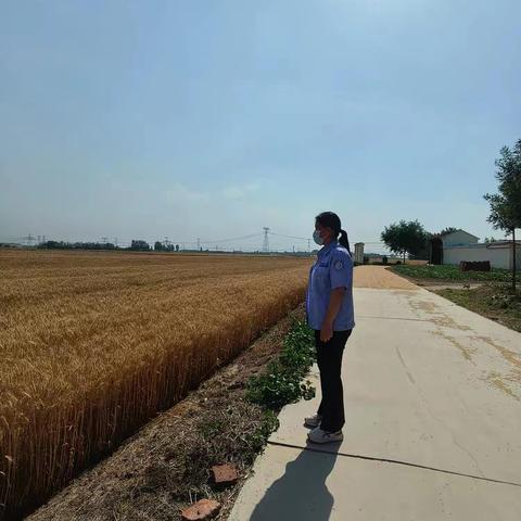 风吹麦穗香 秸秆禁烧忙