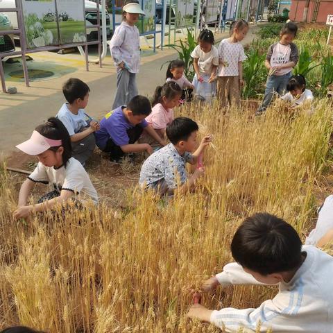 小麦记 ﻿——友谊幼儿园大三班 ﻿农耕﻿班本课程