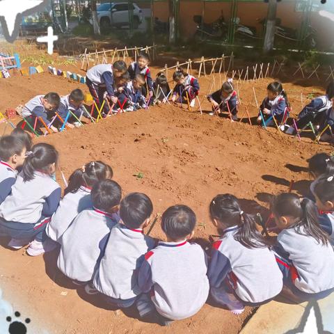 你好，西葫芦 ——友谊幼儿园大六班 农耕班本课程