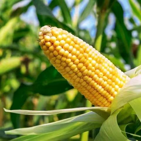 玉米奇遇记 ——友谊幼儿园大八班 农耕班本课程