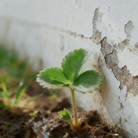 一起“趣”种植 ——友谊幼儿园小六班 农耕班本课程